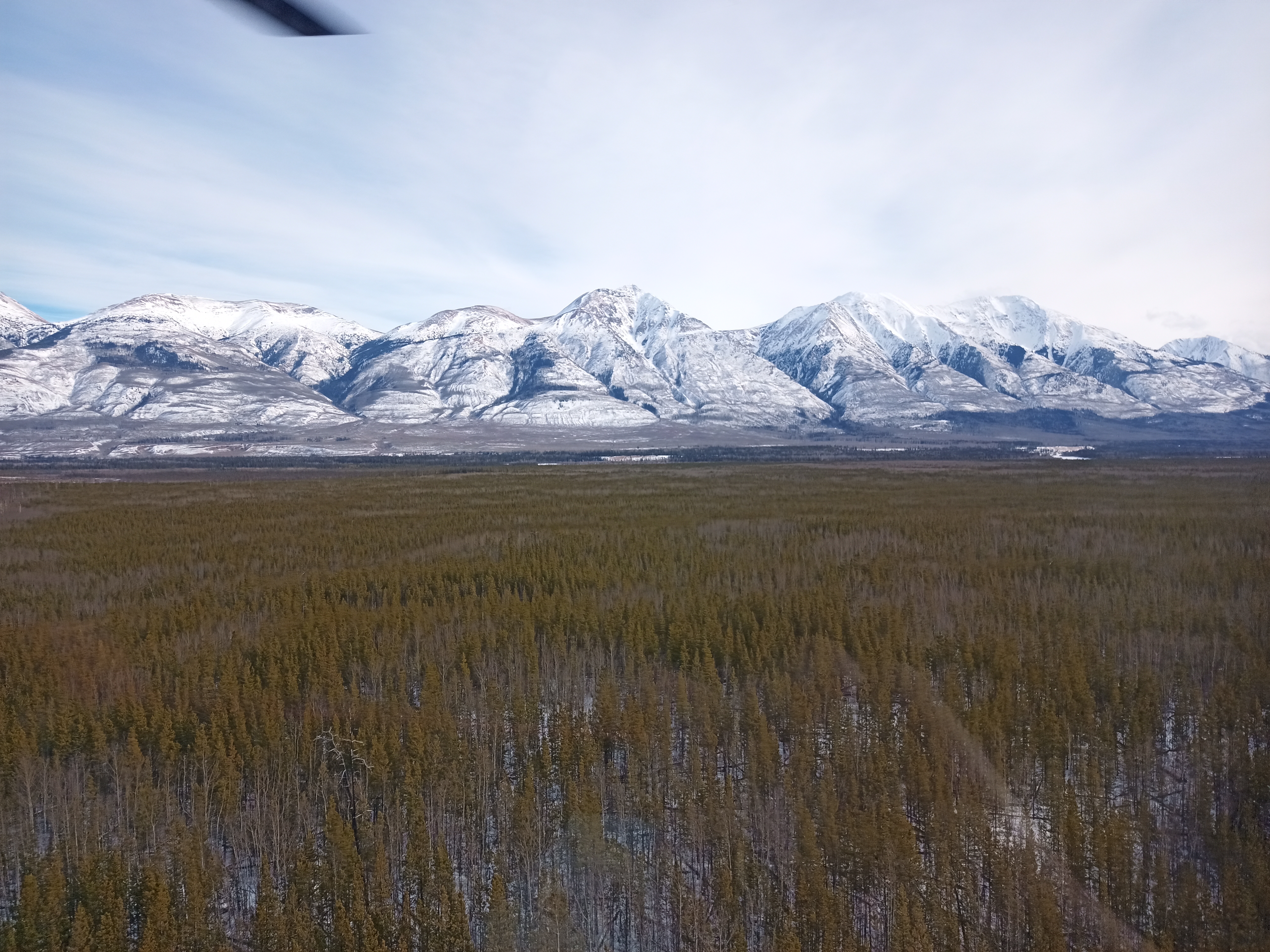 Aerial view of the northern boreal forest