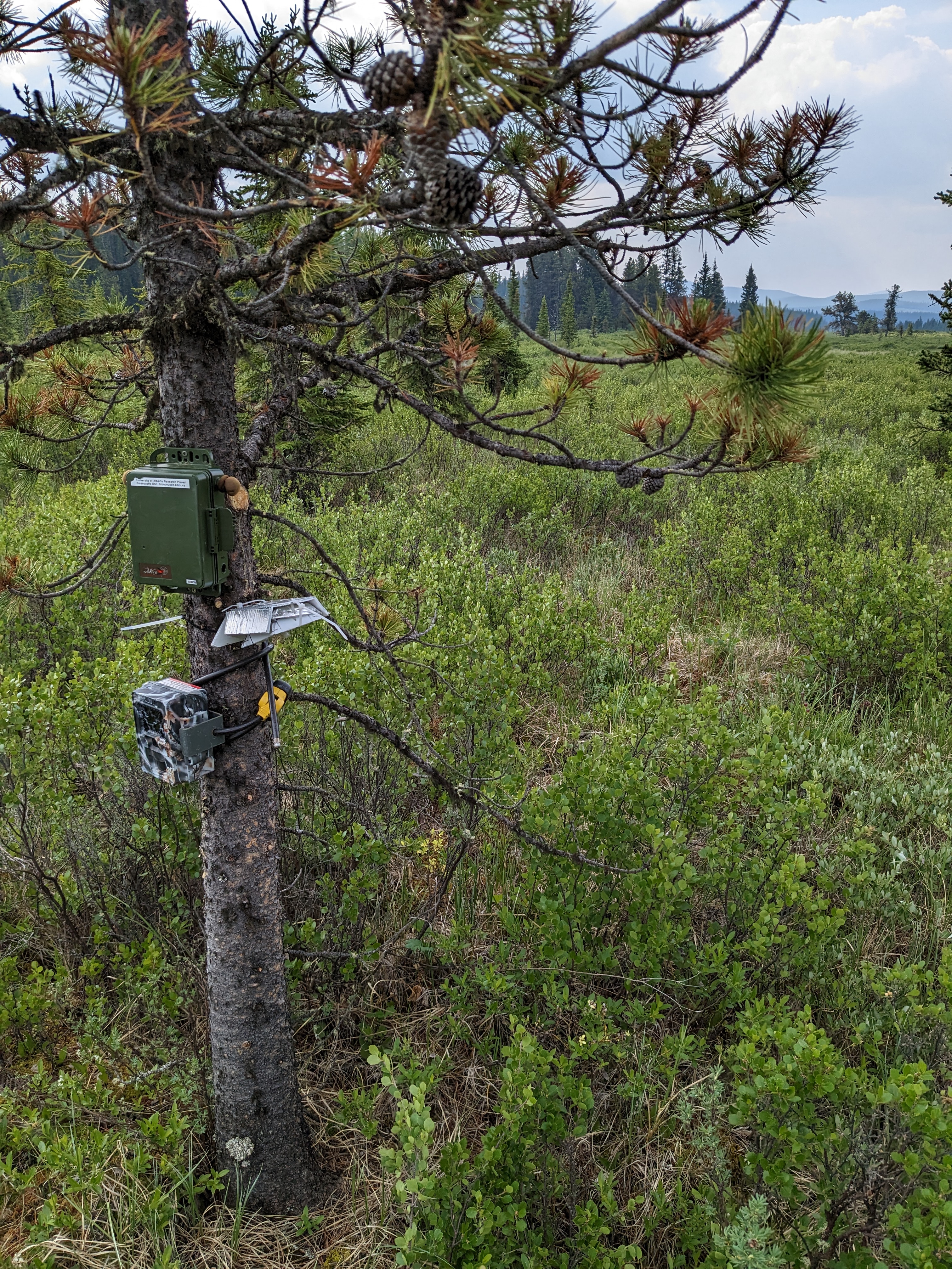 Camera trap and ARU deployment, Alberta's foothills