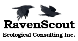 RavenScout Logo